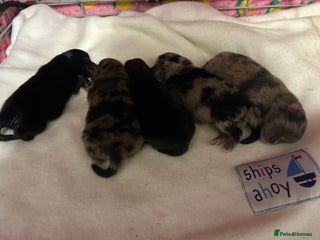 Pomeranian dogs - Advert 17