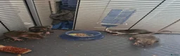Rat rodents for sale: Baby rats, boys and girls. - Advert 2
