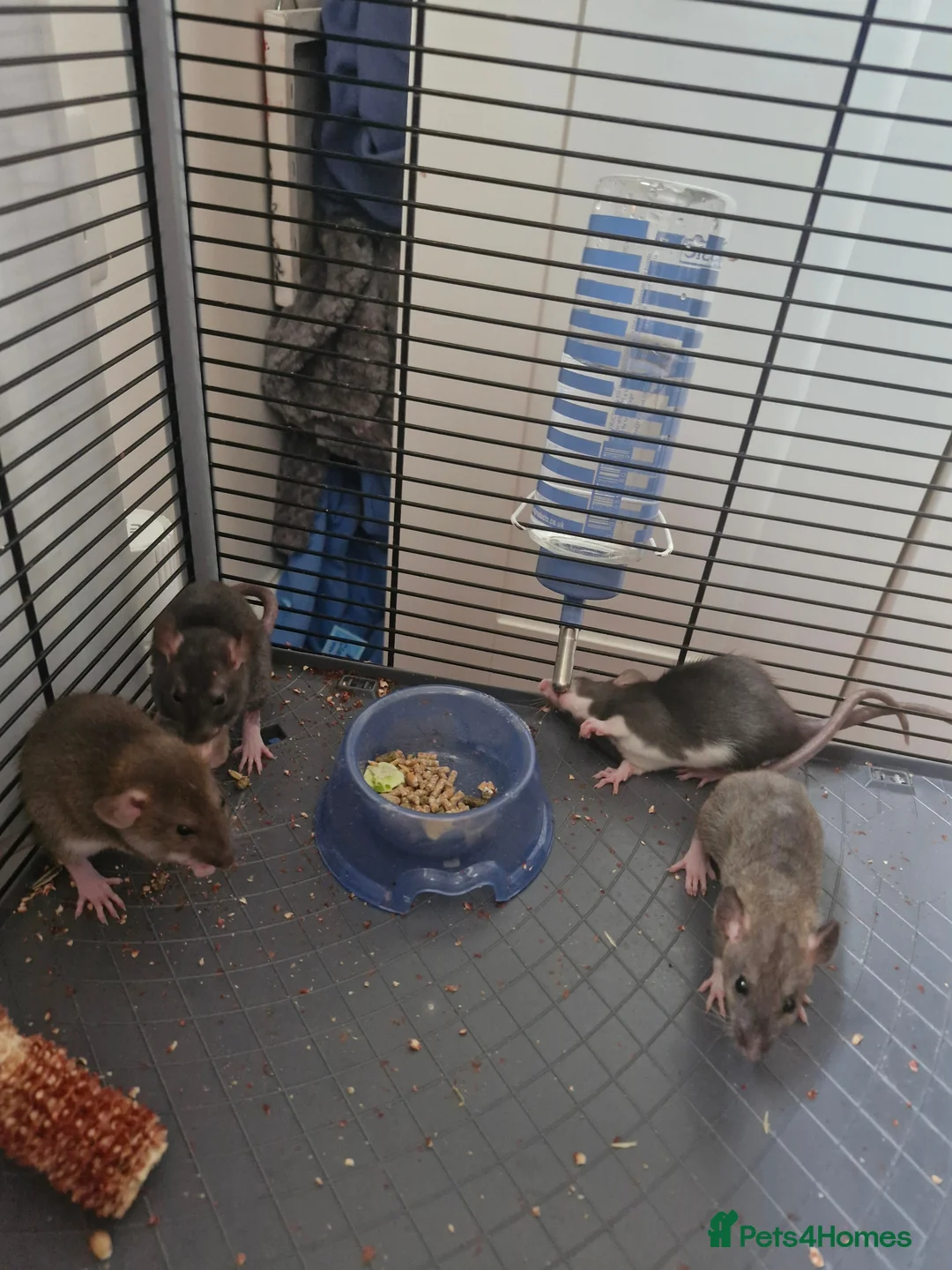 Rat rodents for sale: Baby rats, boys and girls. - Advert 2