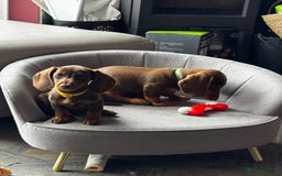 Miniature Dachshund dogs for sale: READY NOW Stunning miniature dachshund pups in Mirfield - Image 22