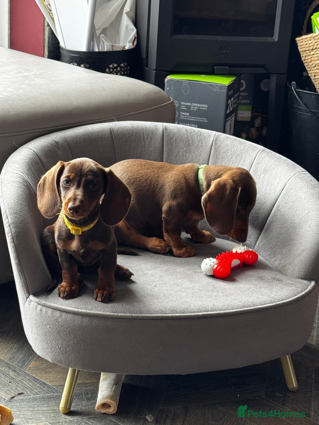 Miniature Dachshund dogs for sale: READY NOW Stunning miniature dachshund pups in Mirfield - Image 22