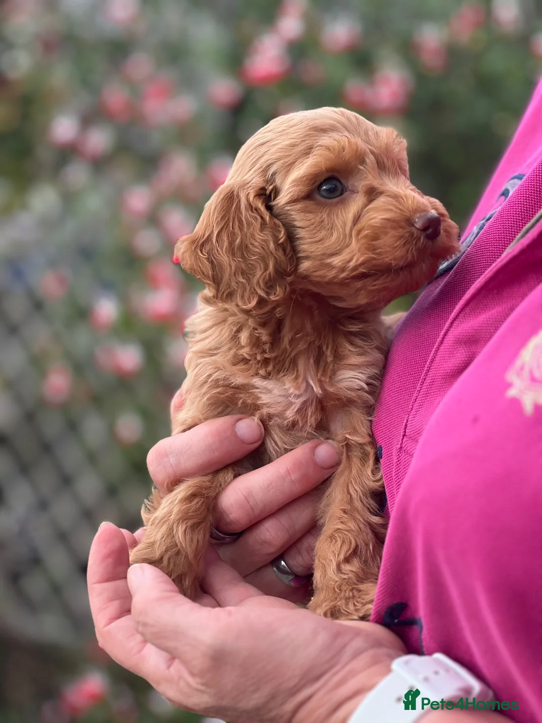 Cockapoo dogs for sale: Red Cockapoo Boy - Advert 2