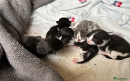 Ragdoll cats for sale: Ragdoll X kittens  - Image 9