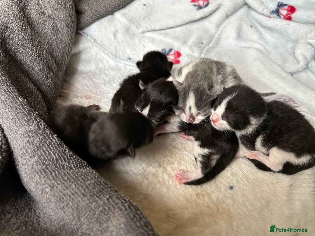 Ragdoll cats for sale: Ragdoll X kittens  - Image 9