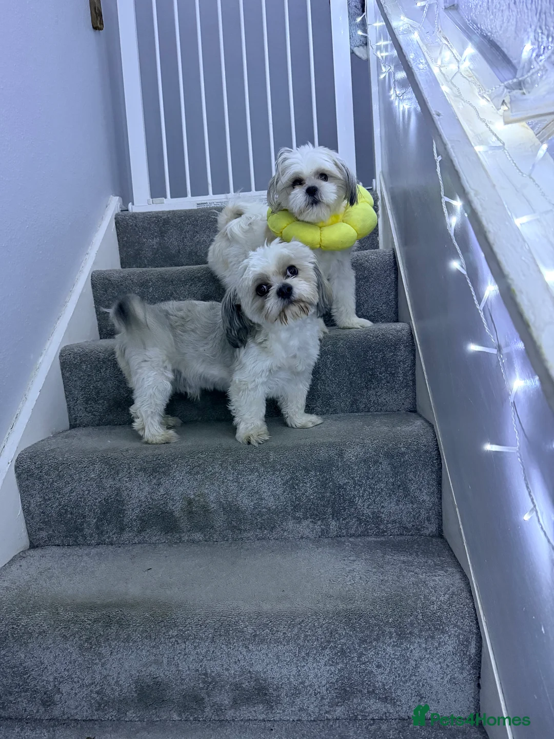 Mixed Breed dogs for sale: Meet Our Sweet Shih Tzu Puppies-1Boy&1Girl  - Advert 2