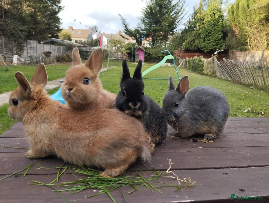 Netherland Dwarf rabbits for sale: Netherland dwarf 8wk, £50 each (CLEARANCE)  - Advert 1