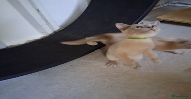Burmese cats - Advert 14
