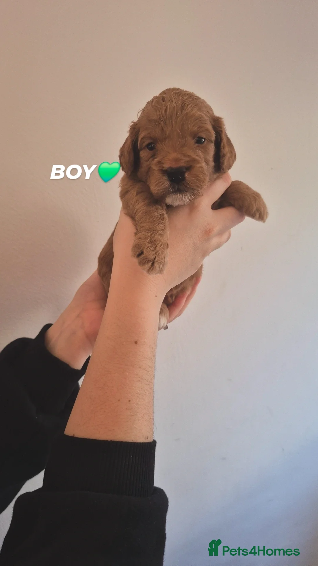 Cockapoo dogs for sale: Last boy remaining. F1B red cockapoo puppies - Advert 29