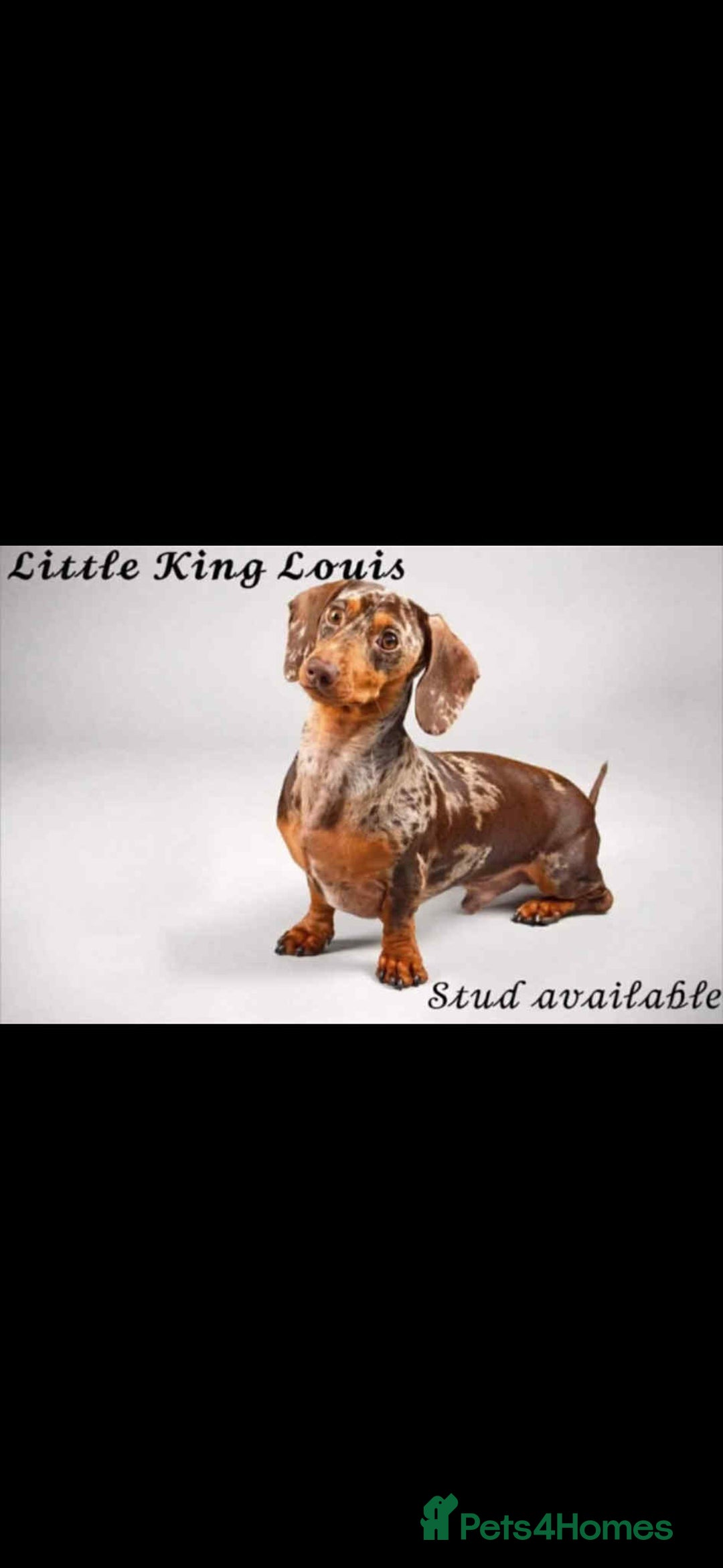 Miniature Dachshund dogs for sale: miniature dachshund pups - Image 6