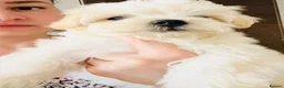 Maltese dogs for sale: Maltese-small size/hypoallergenic 3 boys-left! - Advert 23