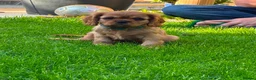 Cavalier King Charles Spaniel dogs for sale: KC Cavalier King Charles puppies  - Advert 3