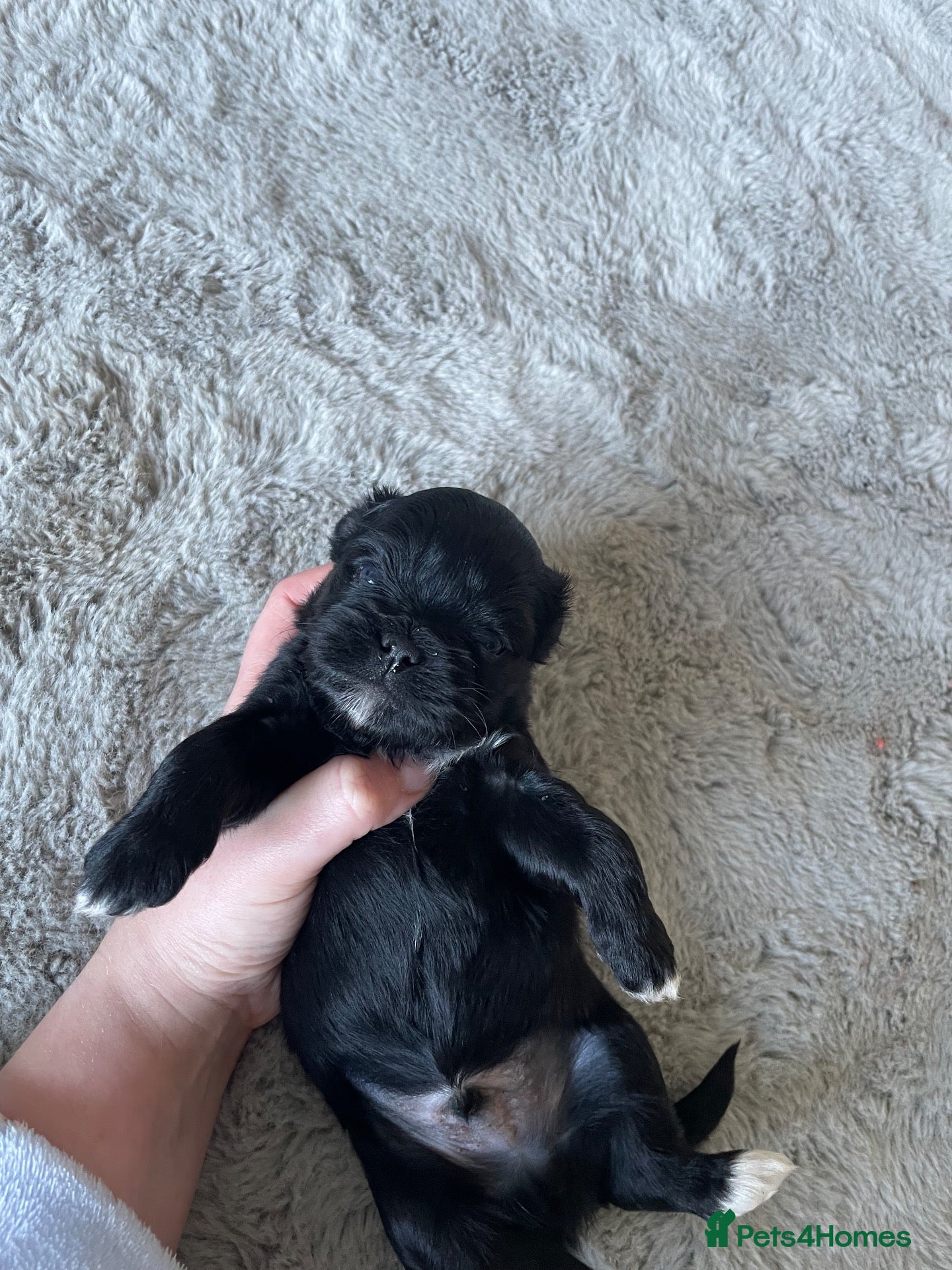 Lhasa Apso dogs for sale: BLACK BOY LEFT - Stunning Lhasa Apso Puppies  - Advert 1