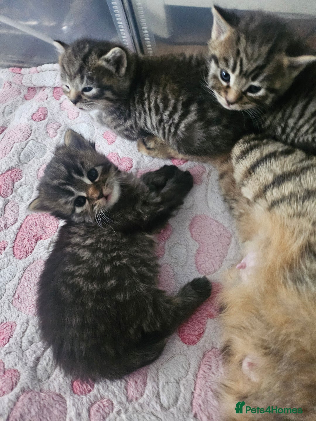 European cats for sale: 4 beautiful kittens looking for the New 🤎 home  - Image 28