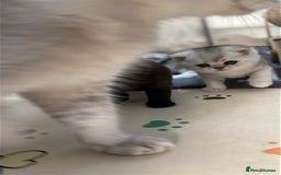 British Shorthair cats for sale: Adorable Kittens – Ready for Reservation  - Image 11