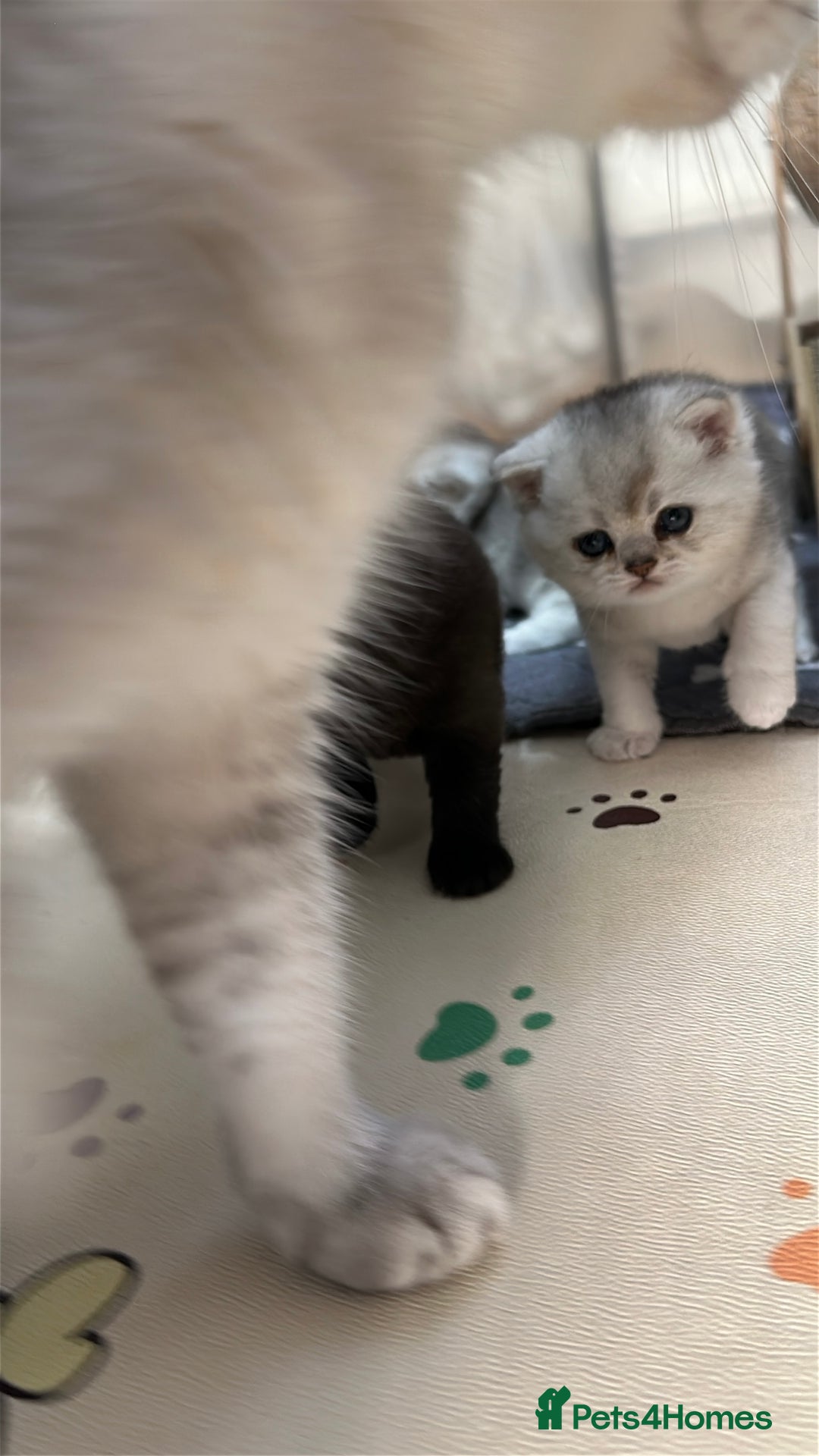 British Shorthair cats for sale: Adorable Kittens – Ready for Reservation  - Image 11