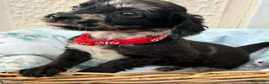 Cockapoo 4