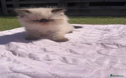 Persian cats for sale: Himalayan Persian kittens - Image 10