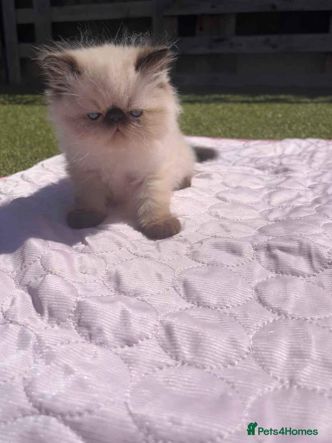 Persian cats for sale: Himalayan Persian kittens - Image 10