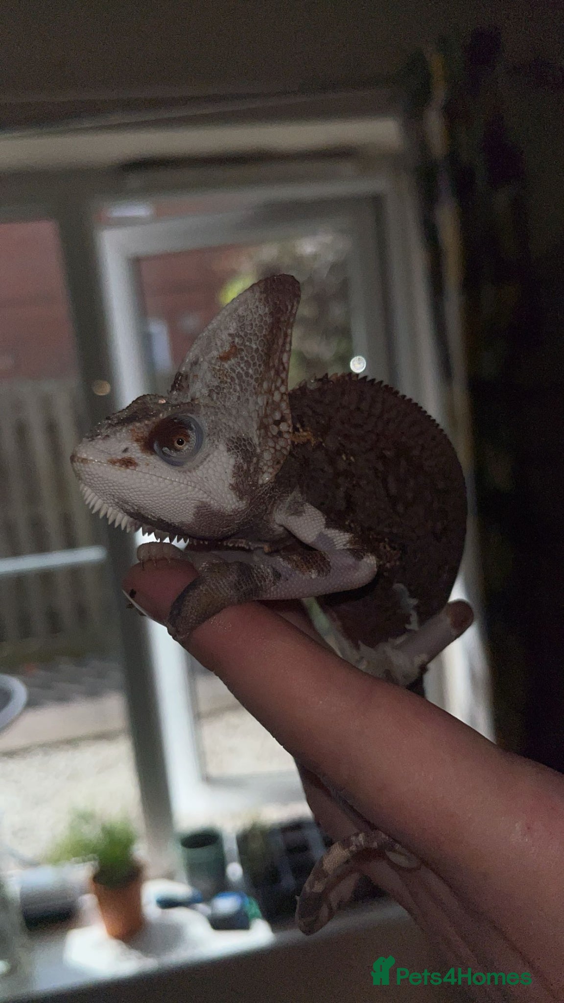 Python Snake reptiles Pied Yemen/veiled chameleon £400 Ono - Advert 6