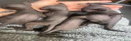 Sphynx cats for sale: Pure grey Canadian sphynxs - Advert 1