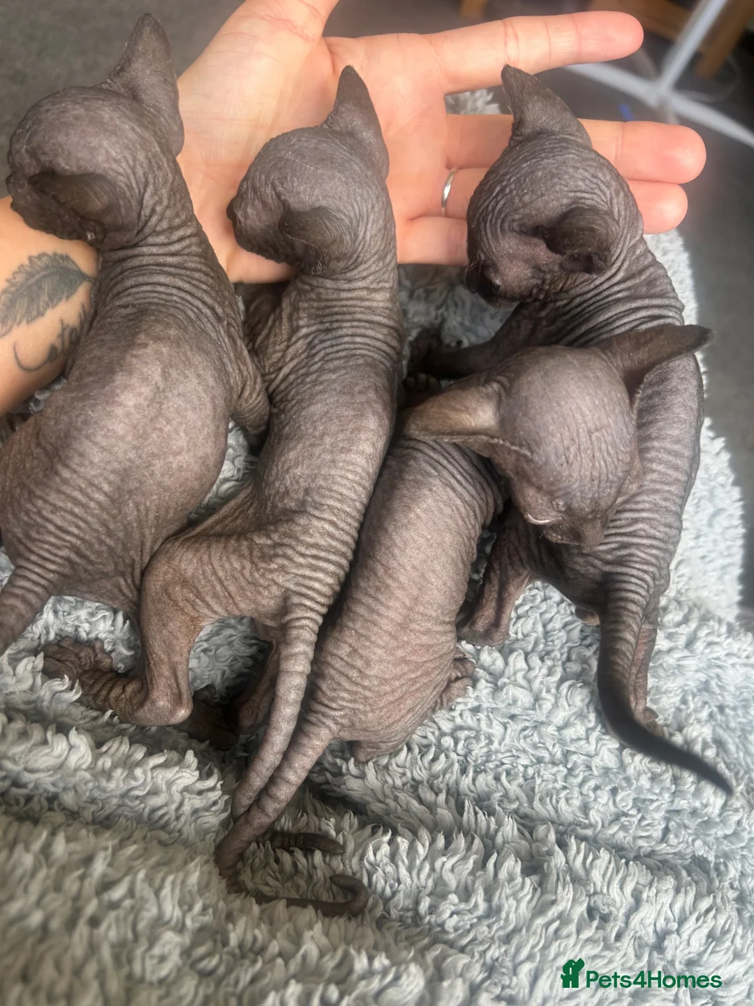 Sphynx cats for sale: Pure grey Canadian sphynxs - Advert 1
