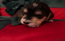 Cockapoo dogs for sale: ⭐️OUTSTANDING, HIGH QUALITY Cockapoo F1B Puppies⭐️ - Advert 29