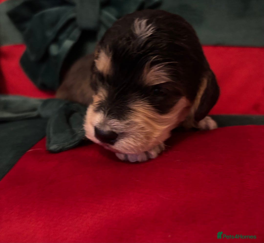 Cockapoo dogs for sale: ⭐️OUTSTANDING, HIGH QUALITY Cockapoo F1B Puppies⭐️ - Advert 29