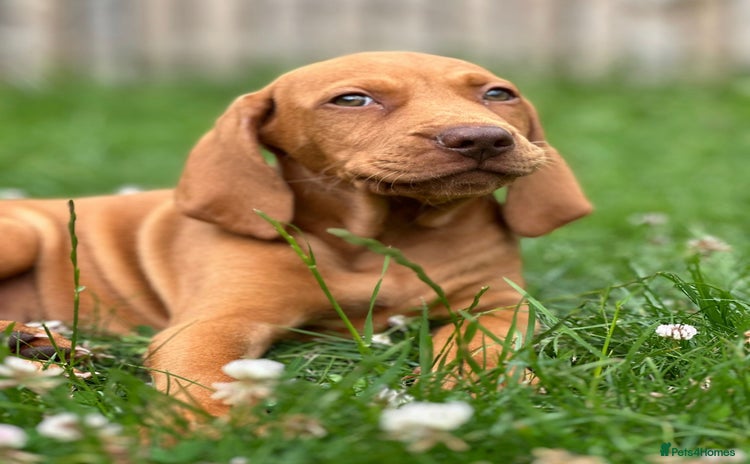 Hungarian Vizsla dogs - Advert 5