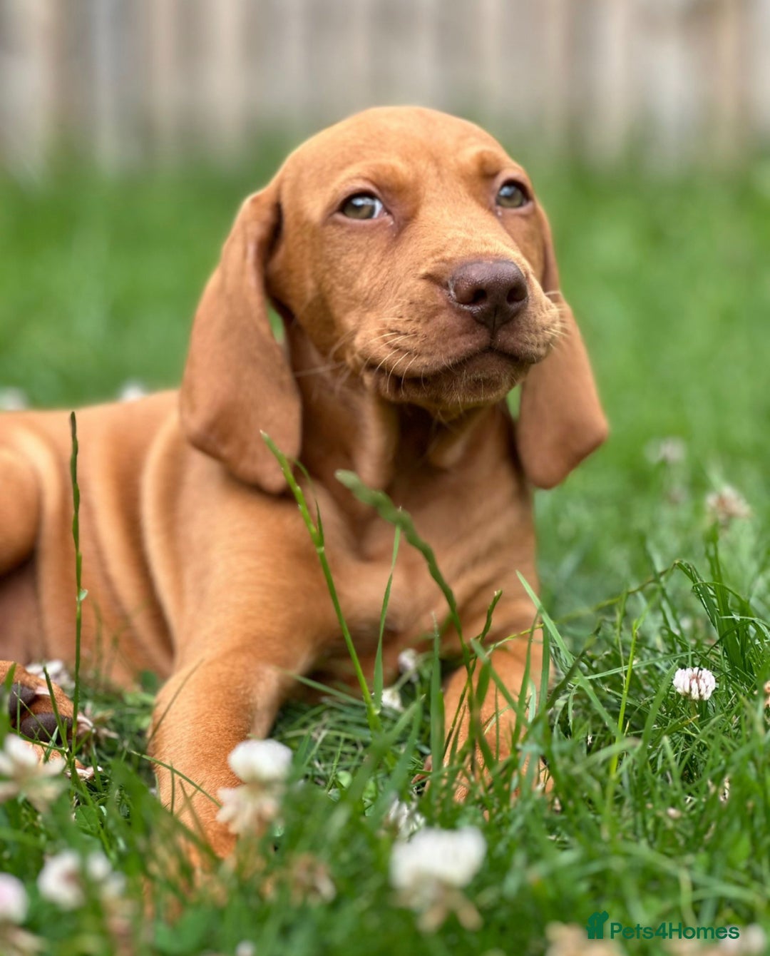 Hungarian Vizsla dogs for sale: Amazing KC reg Hungarian vizsla puppies - Image 1