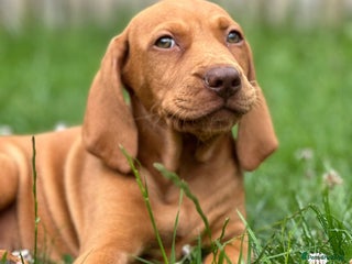 Hungarian Vizsla dogs - Advert 11