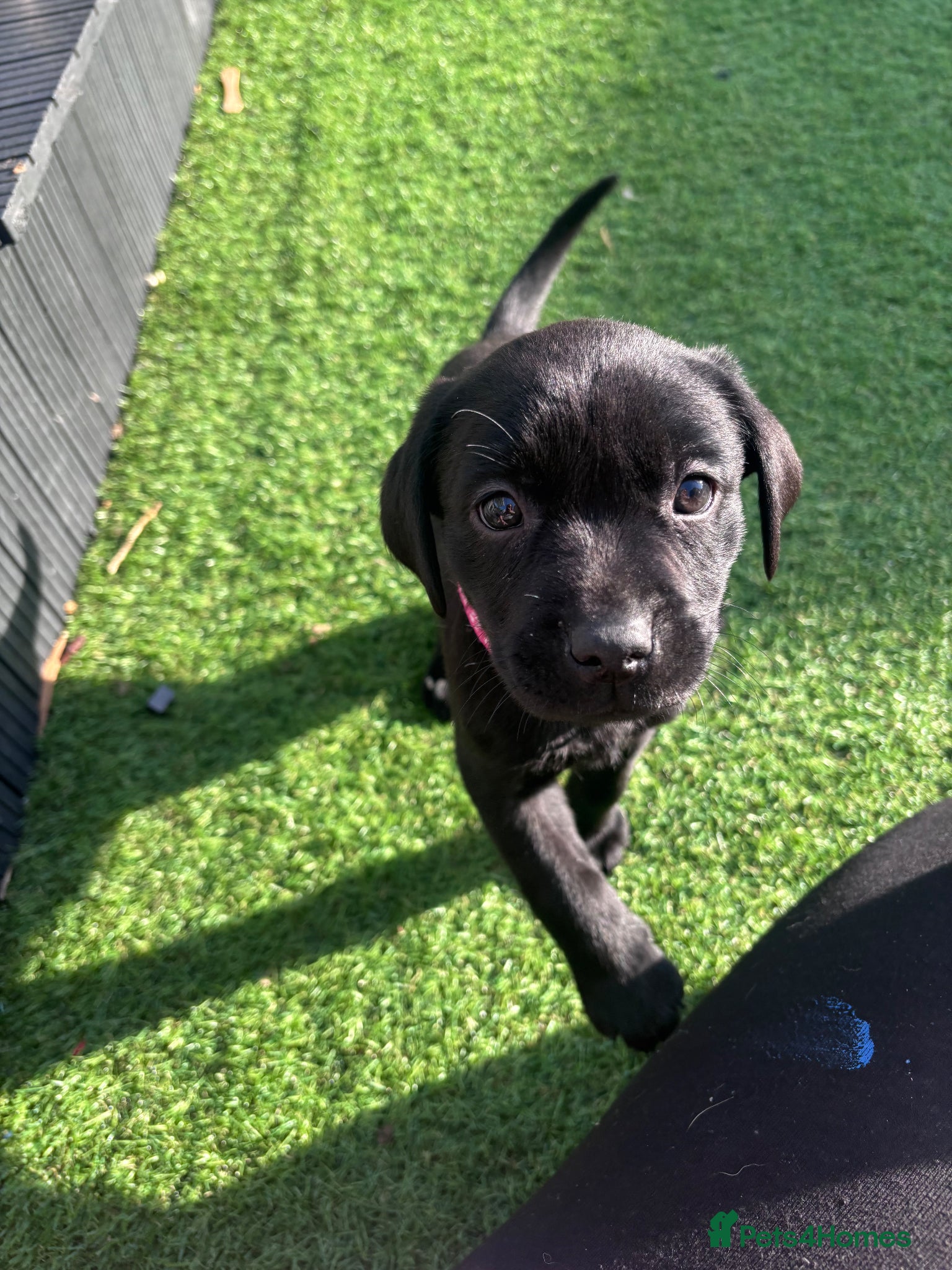 Labrador Retriever dogs Labrador puppies ready to go this weekend - Advert 2