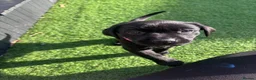 Labrador Retriever dogs for sale: Labrador puppies ready to go this weekend in Ruthin - Advert 1