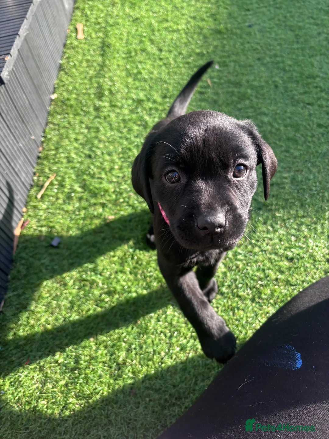 Labrador Retriever dogs for sale: Labrador puppies ready to go this weekend in Ruthin - Advert 1