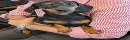 Dachshund dogs for sale: Beutiful black and tan dachshund - Advert 3