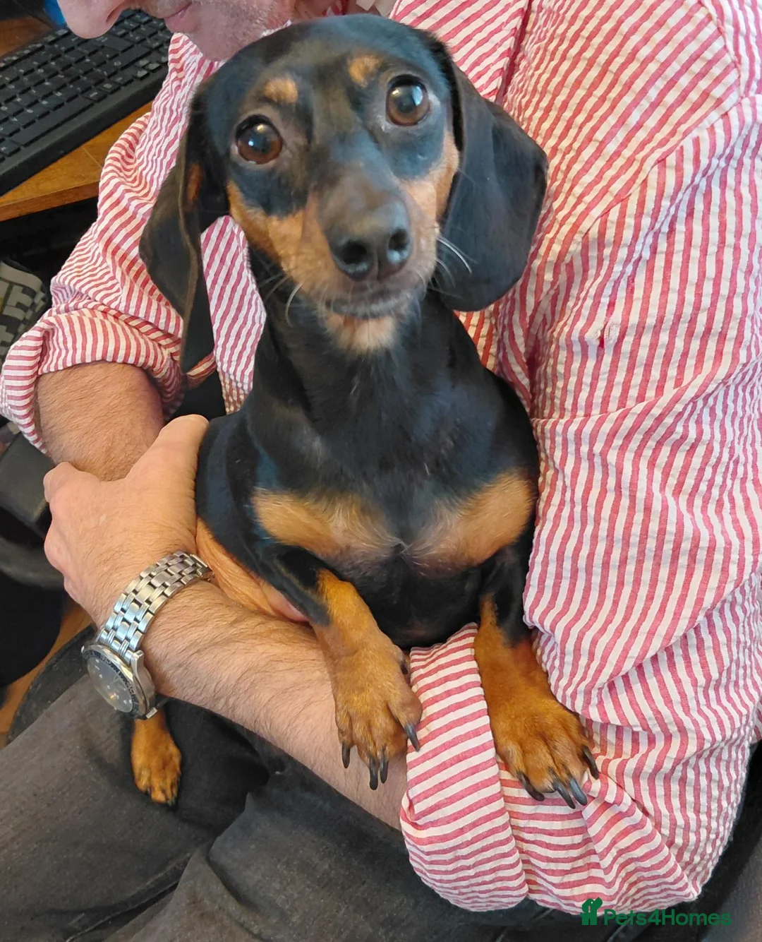 Dachshund dogs for sale: Beutiful black and tan dachshund - Advert 3