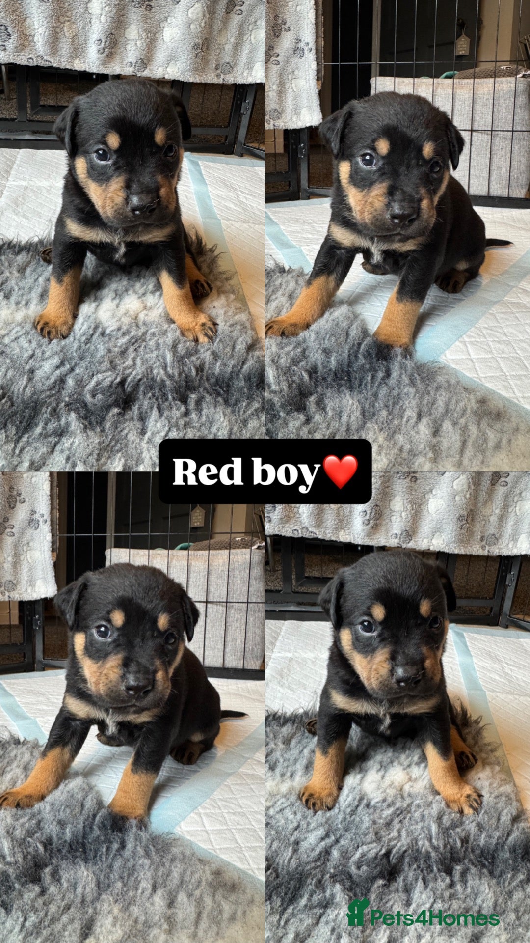 Mixed Breed dogs Staffy X Rottweiler Mix Puppies - Advert 3
