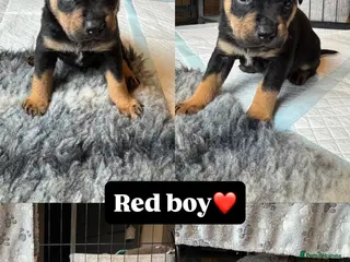Mixed Breed dogs Staffy X Rottweiler Mix Puppies - Advert 3