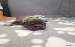 French Bulldog dogs for sale: Pedagree & KC papered merl carrying French bulldog - Image 12