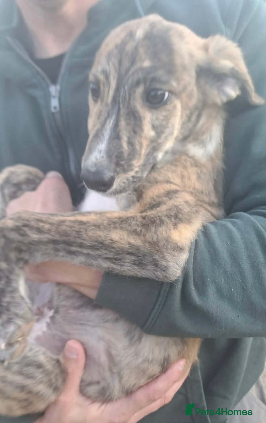 Mixed Breed dogs for adoption: Taz needs a loving home  - Advert 1