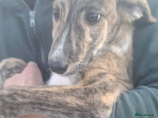 Mixed Breed dogs Taz needs a loving home - Advert 5