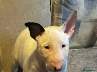 English Bull Terrier dogs English Bull terrier pups - Advert 9