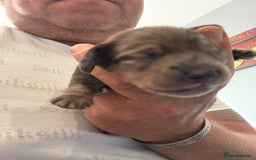 Miniature Dachshund dogs for sale: 5 SCRUMPTIOUS long hair mini Dachshunds  - Image 2