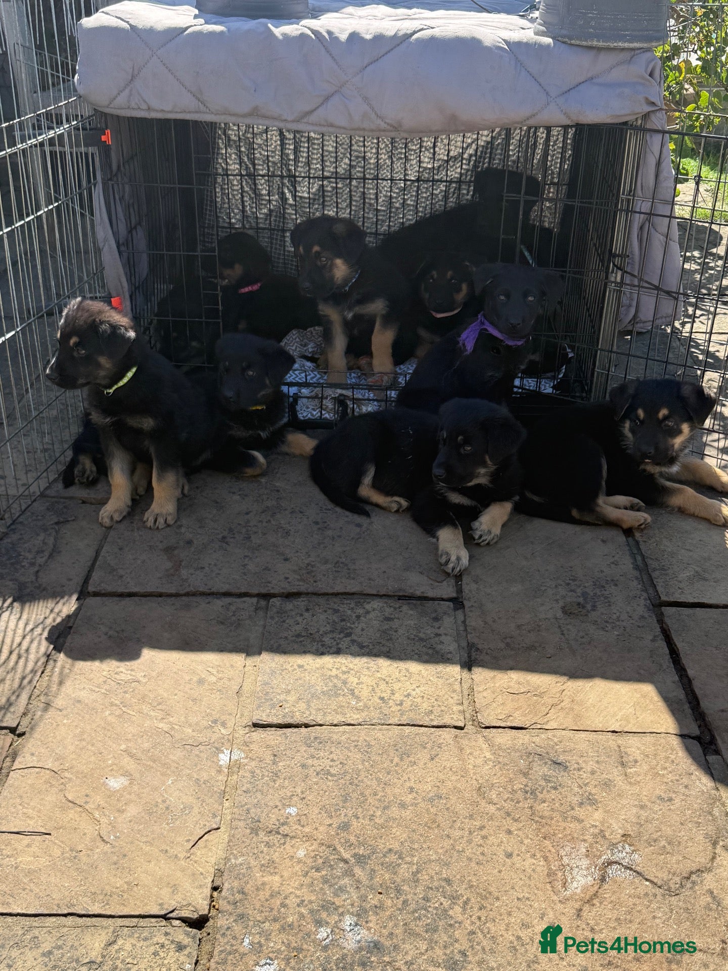 Mixed Breed dogs Adorable Rottweiler cross German shepherd puppies - Advert 1