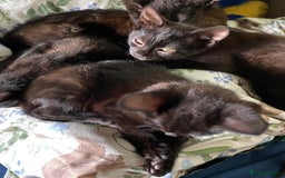 Mixed Breed cats for sale: 3 black kittens for sale  - Image 5