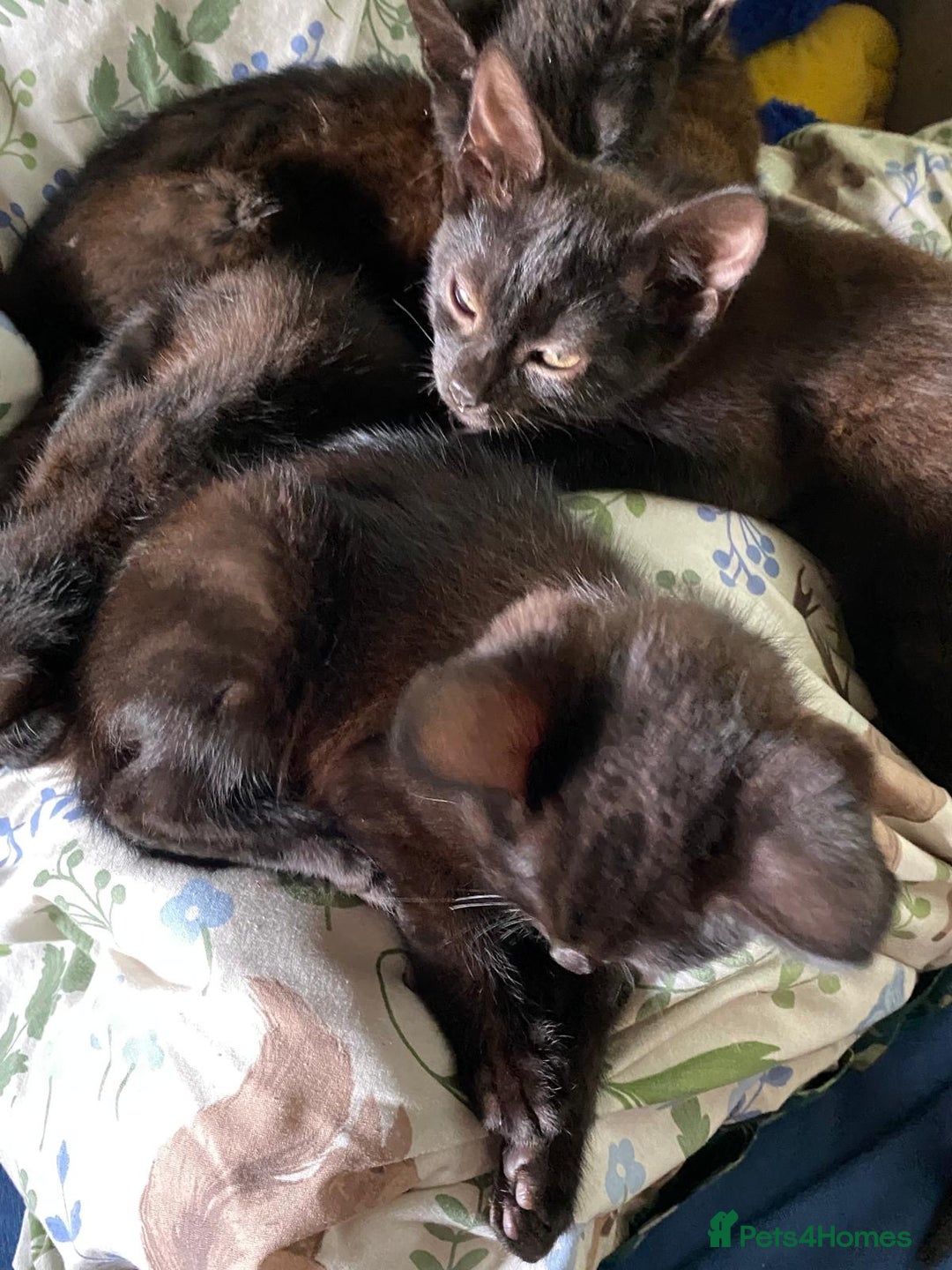 Mixed Breed cats for sale: 3 black kittens for sale  - Image 5