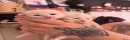 Domestic Shorthair cats for sale: Beautiful Male & Female Kittens for rehoming! in Winsford - Advert 1