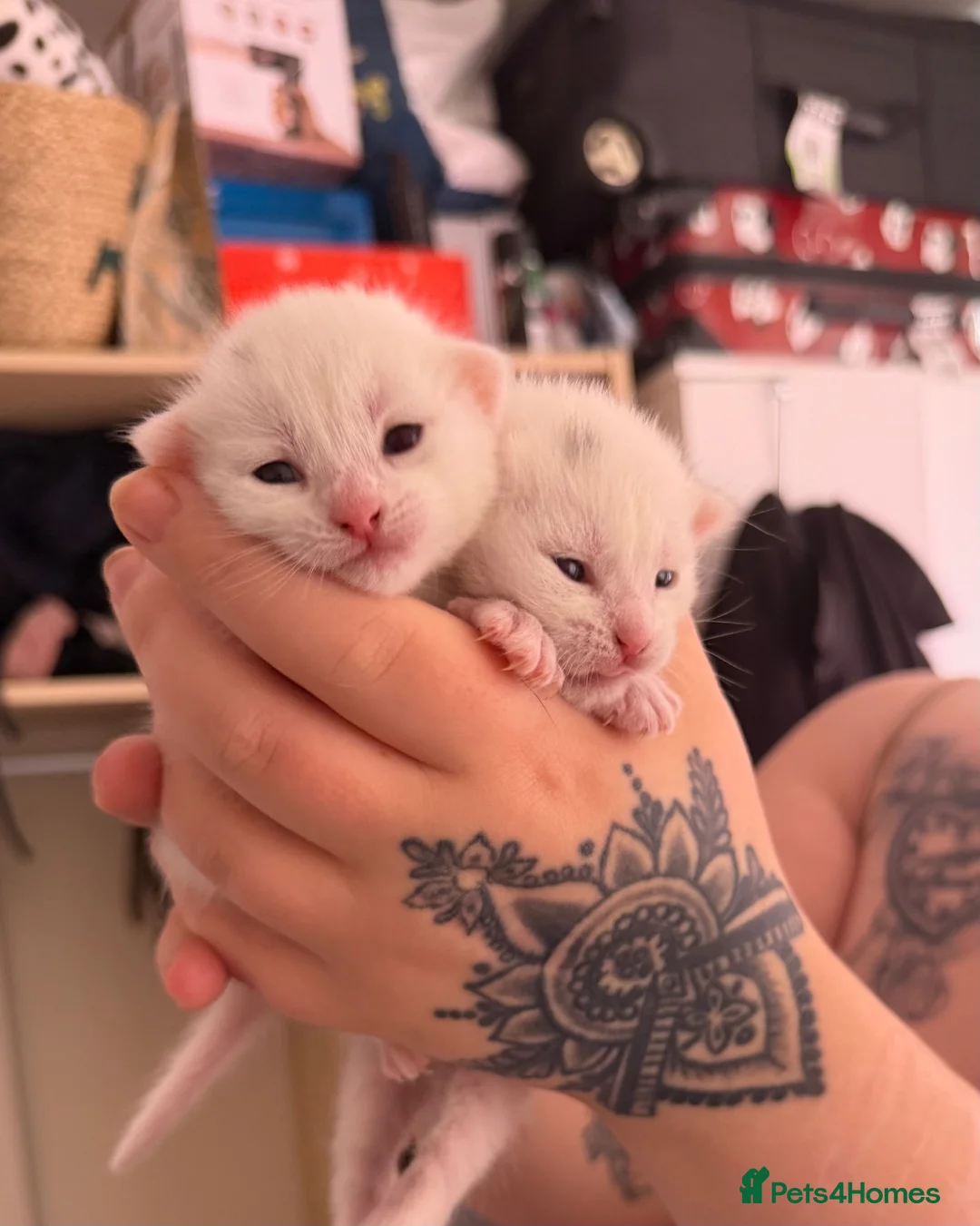 Domestic Shorthair cats for sale: Beautiful Male & Female Kittens for rehoming! in Winsford - Advert 1