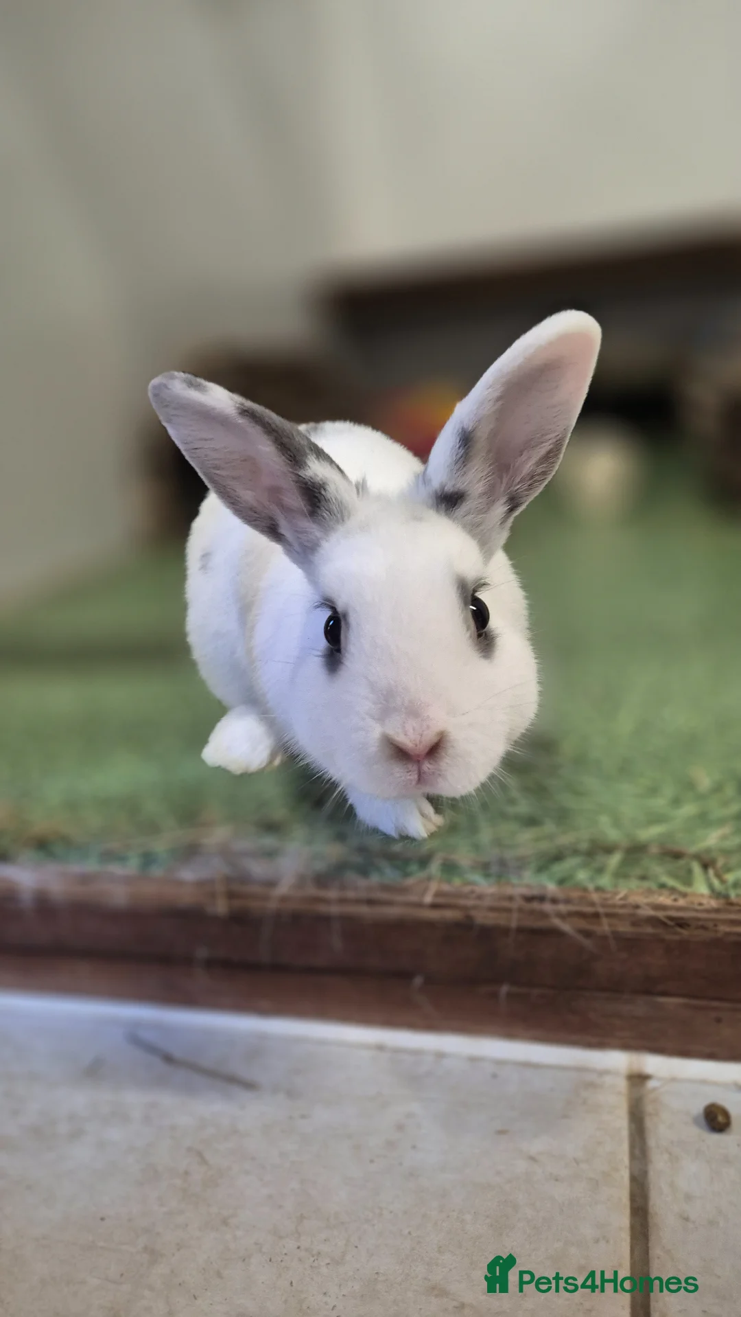 Mixed Breed rabbits for sale: Woody Nethie x English Spot - Advert 2
