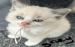 Ragdoll cats for sale: Ragdoll - Ready now - Image 5