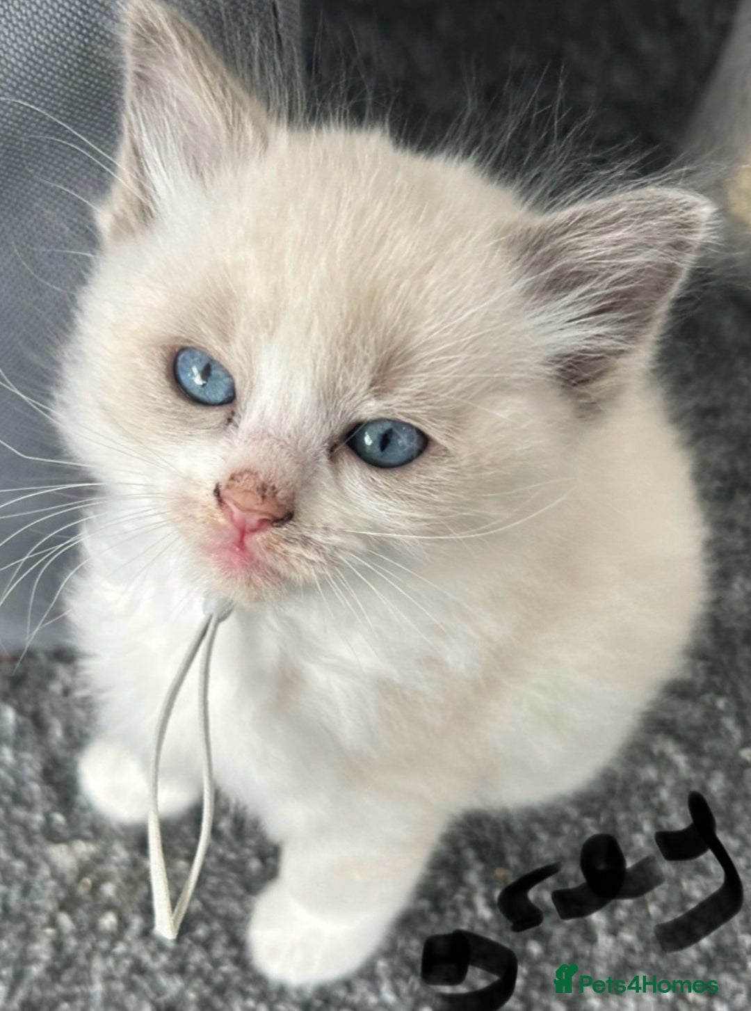Ragdoll cats for sale: Ragdoll - Ready now - Image 5